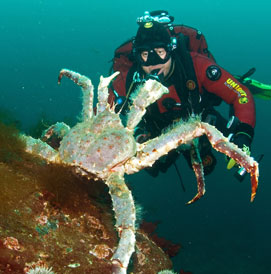 cold water diving in Europe picture gallery