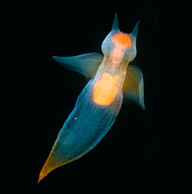 cold water diving in Europe picture gallery