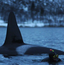 cold water diving in Europe picture gallery