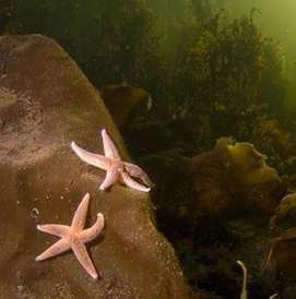 Summer Diving, White Sea, Russia