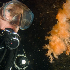 Summer Diving, White Sea, Russia