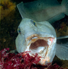 Summer Diving, White Sea, Russia