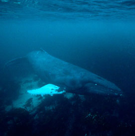 Orcas and humpback whales, Norway